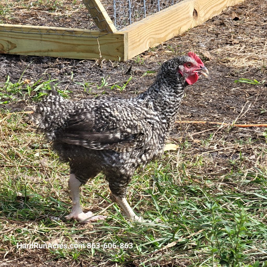 Kosher King Chickens Hard Run Acres