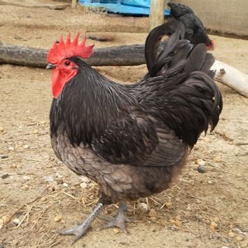 australorp rooster vs hen