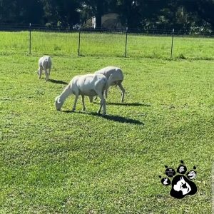KATAHDIN DORPER Ewes