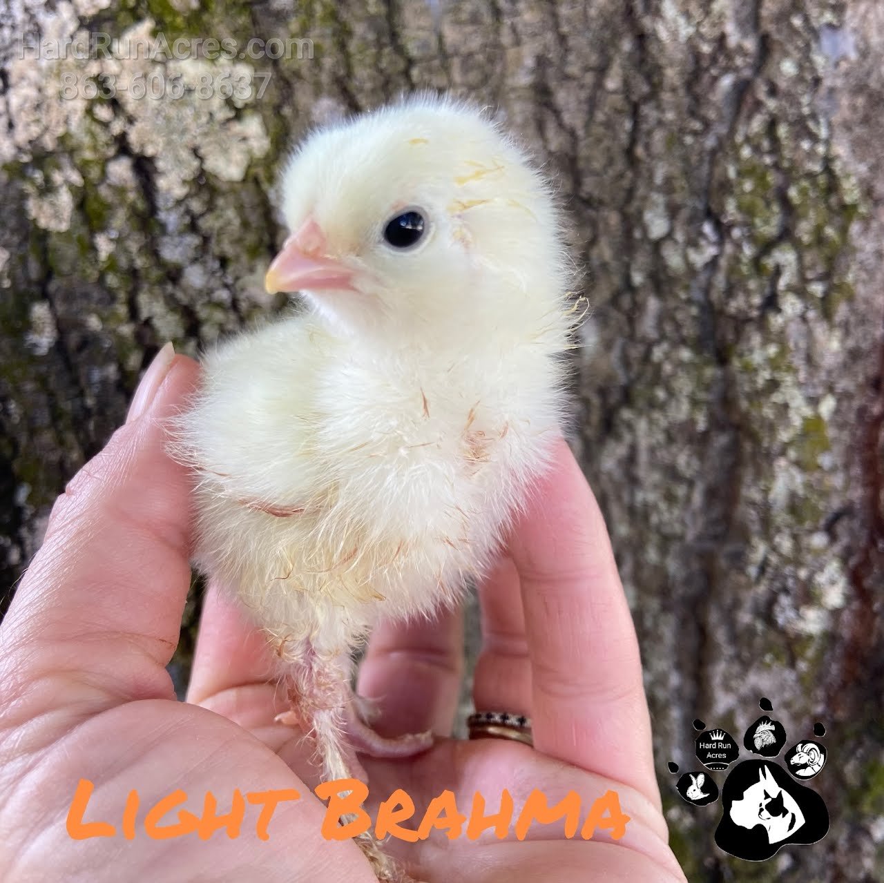 Light Brahma Chicks – Hard Run Acres