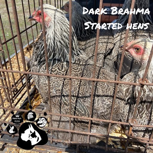 Dark Brahma – Hard Run Acres