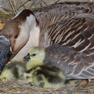 Brown Chinese Goslings Unsexed DOB 2/5/26