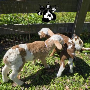 Katahdin/Dorper Lambs