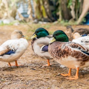 Call Duck Unsexed Ducklings DOB 4/17/26