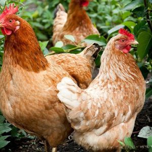 Golden Comet / Red Star