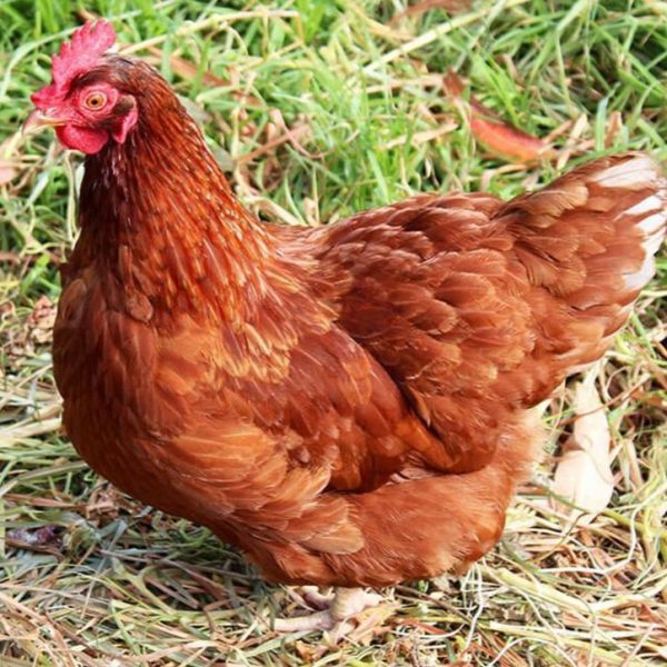 ISA Brown Chicks - Image 5