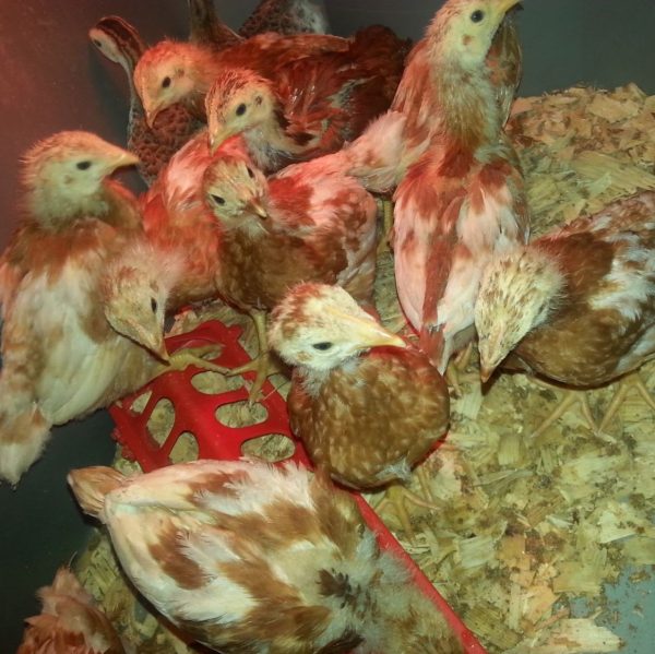 ISA Brown Chicks - Image 10
