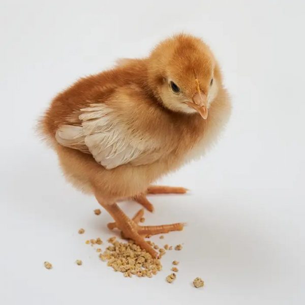 ISA Brown Chicks