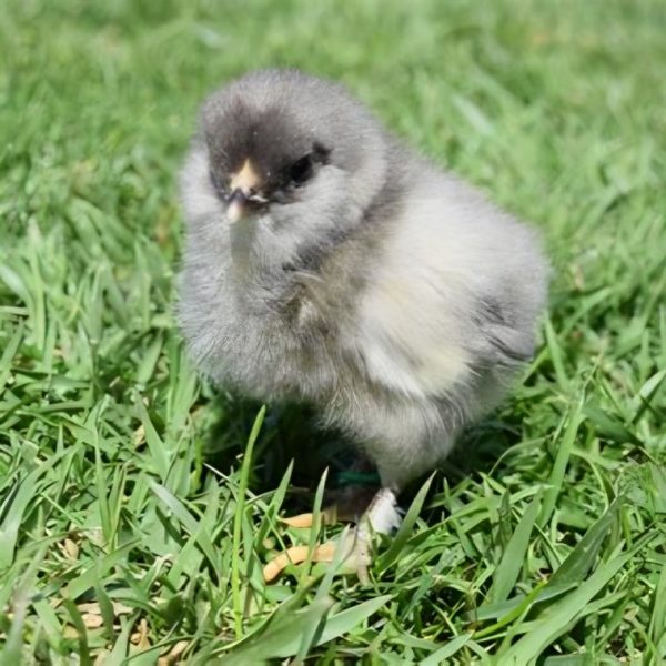 Blue Copper Marans Chicks - Image 3