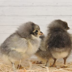 Blue Copper Marans Chicks