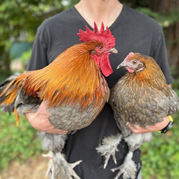 Blue Copper Marans Chicks - Image 2