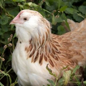 Salmon Faverolle Female Chicks DOB 1/19/26