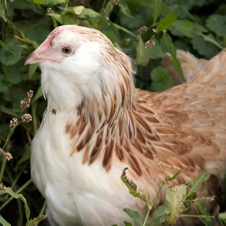 Salmon Faverolle Female Chicks DOB 1/19/26