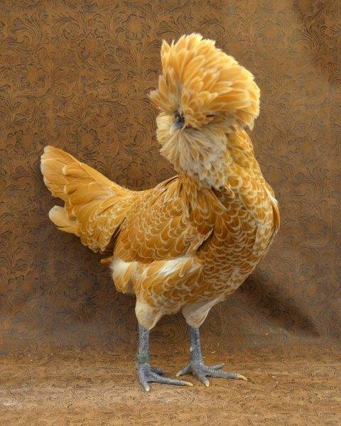 Crested Polish Chicks DOB 2/19/26