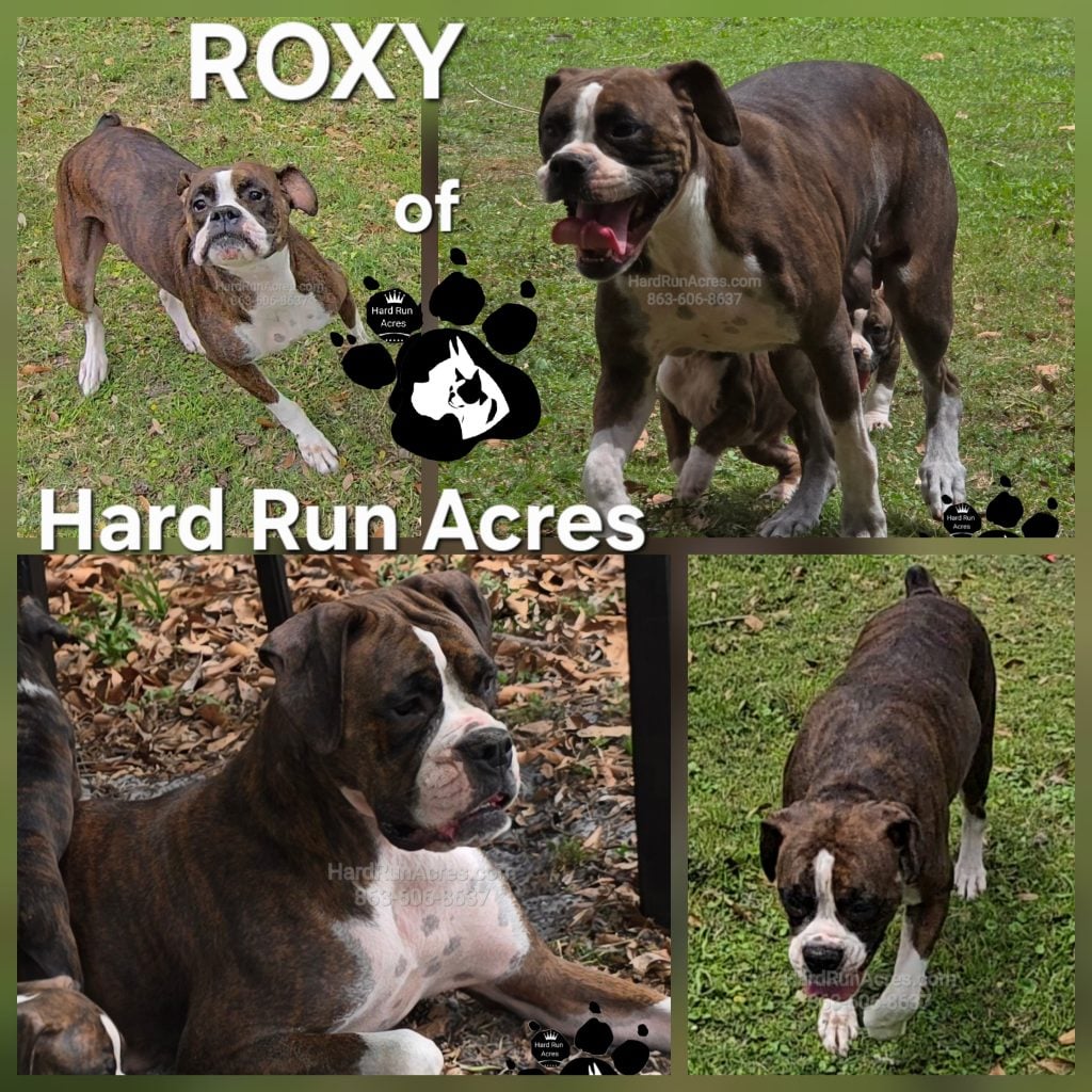 ROXY ROCKETTE GONE ROGUE