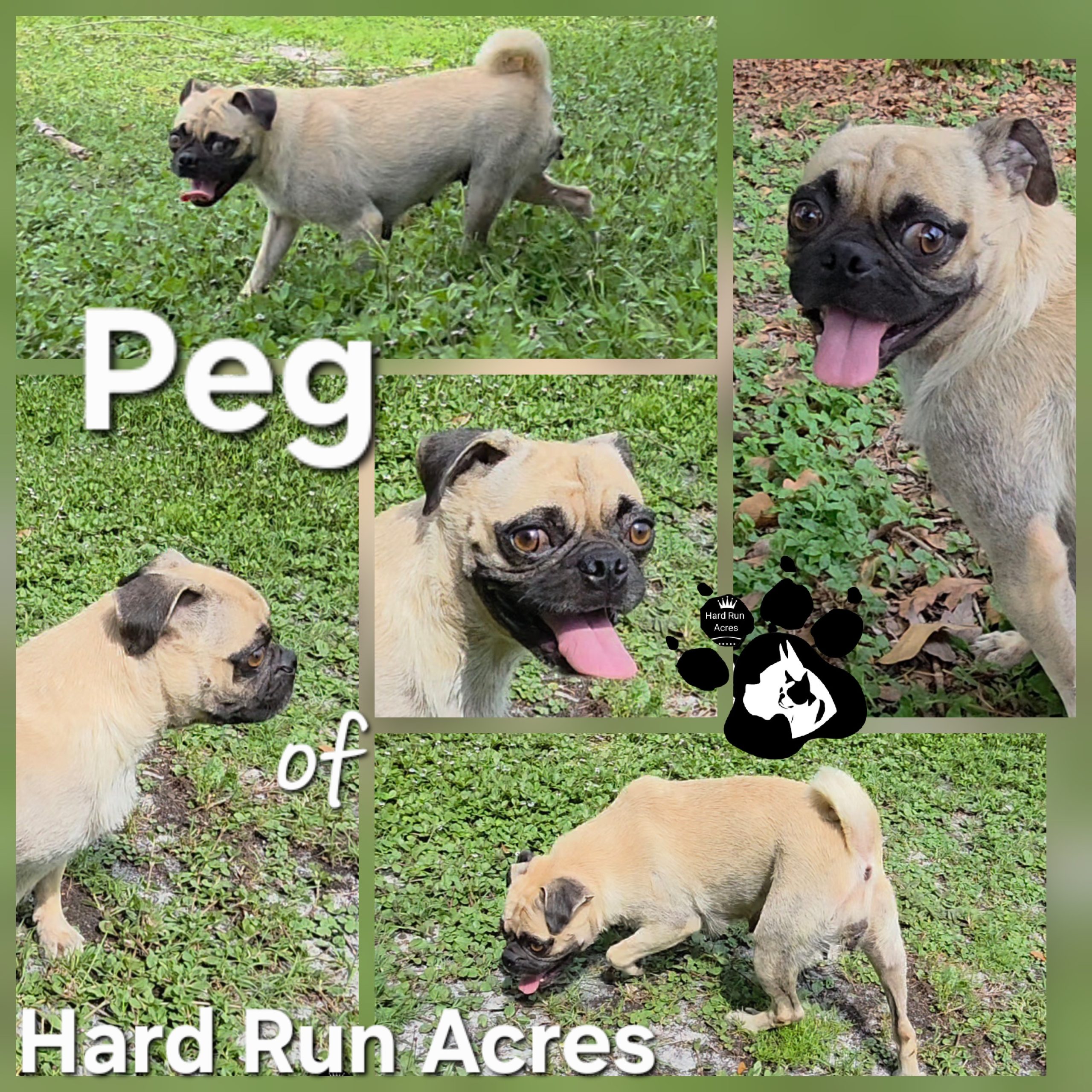HRA’s Polly Amber Peg