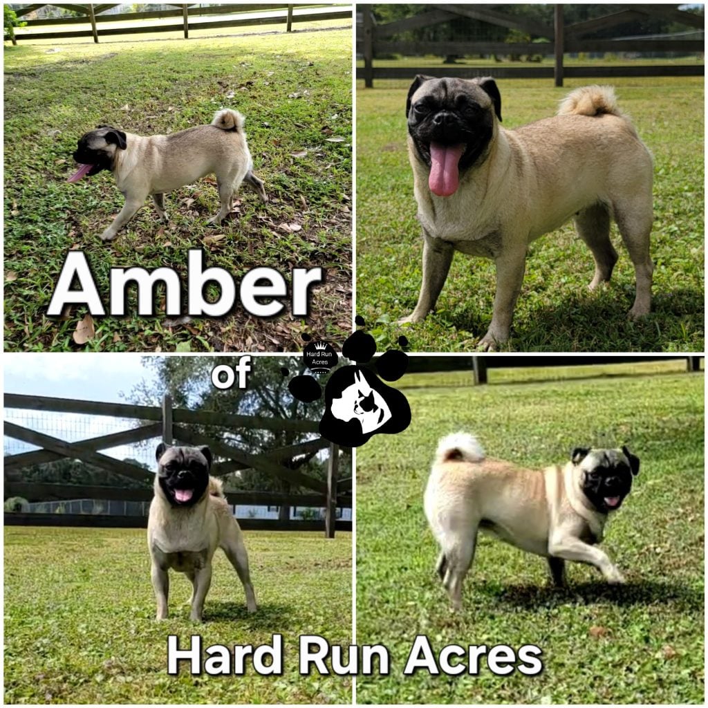 Lazy H Miss Amber