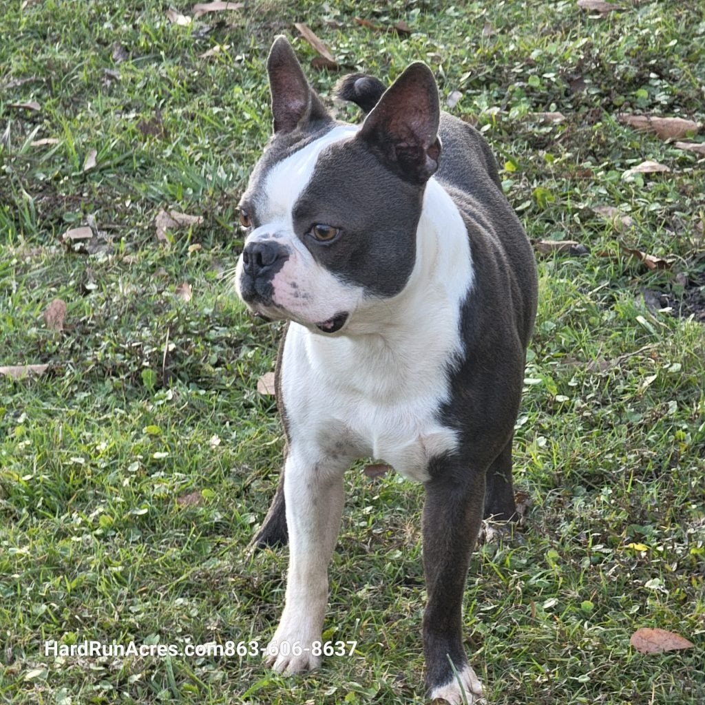 Beau Deogi