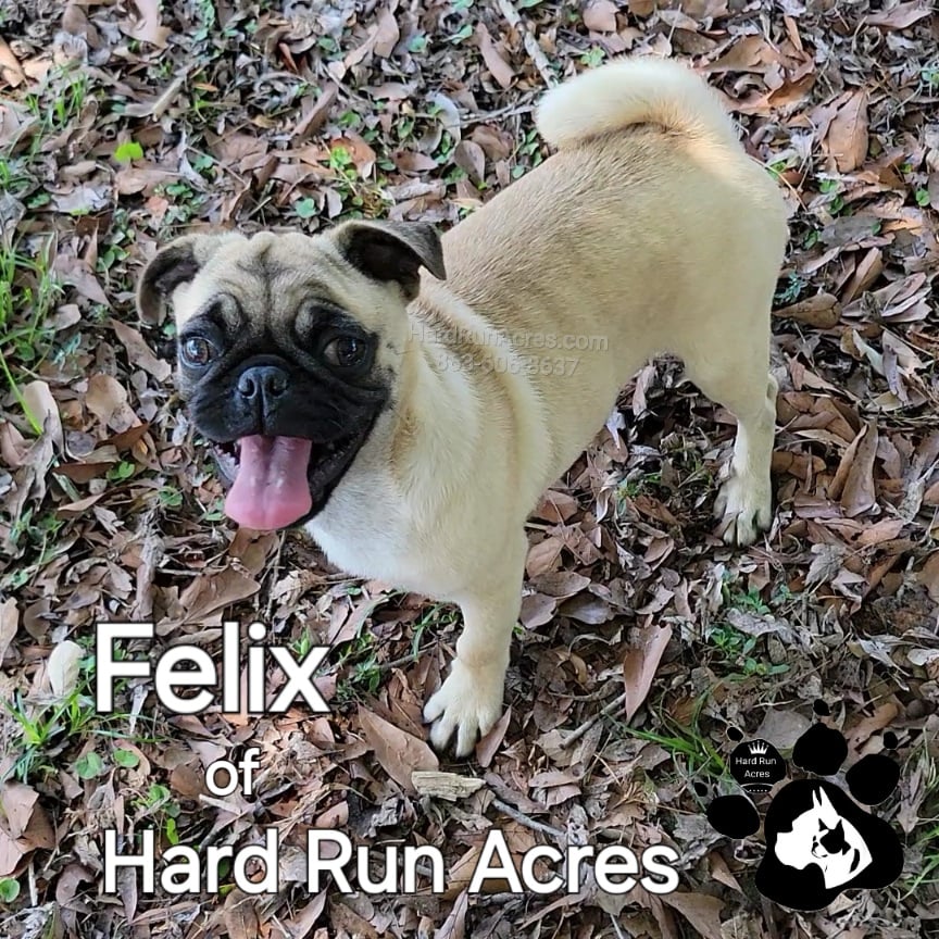 HRA's FOXY ZACKER FIXIT FELIX