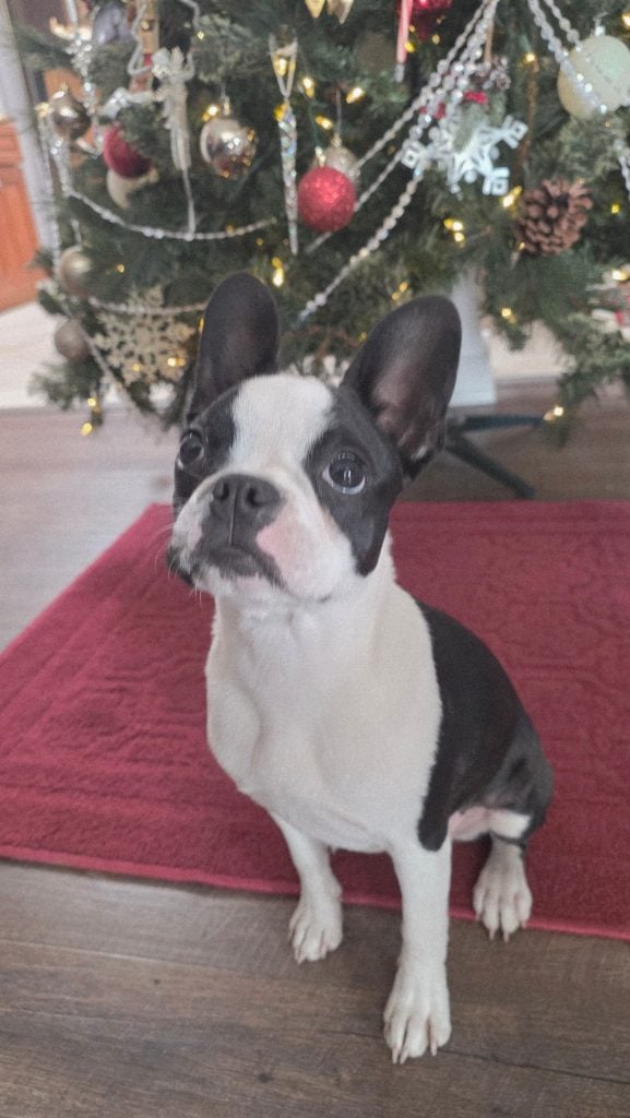 HRA's Bam-Bam Sweet Isabella