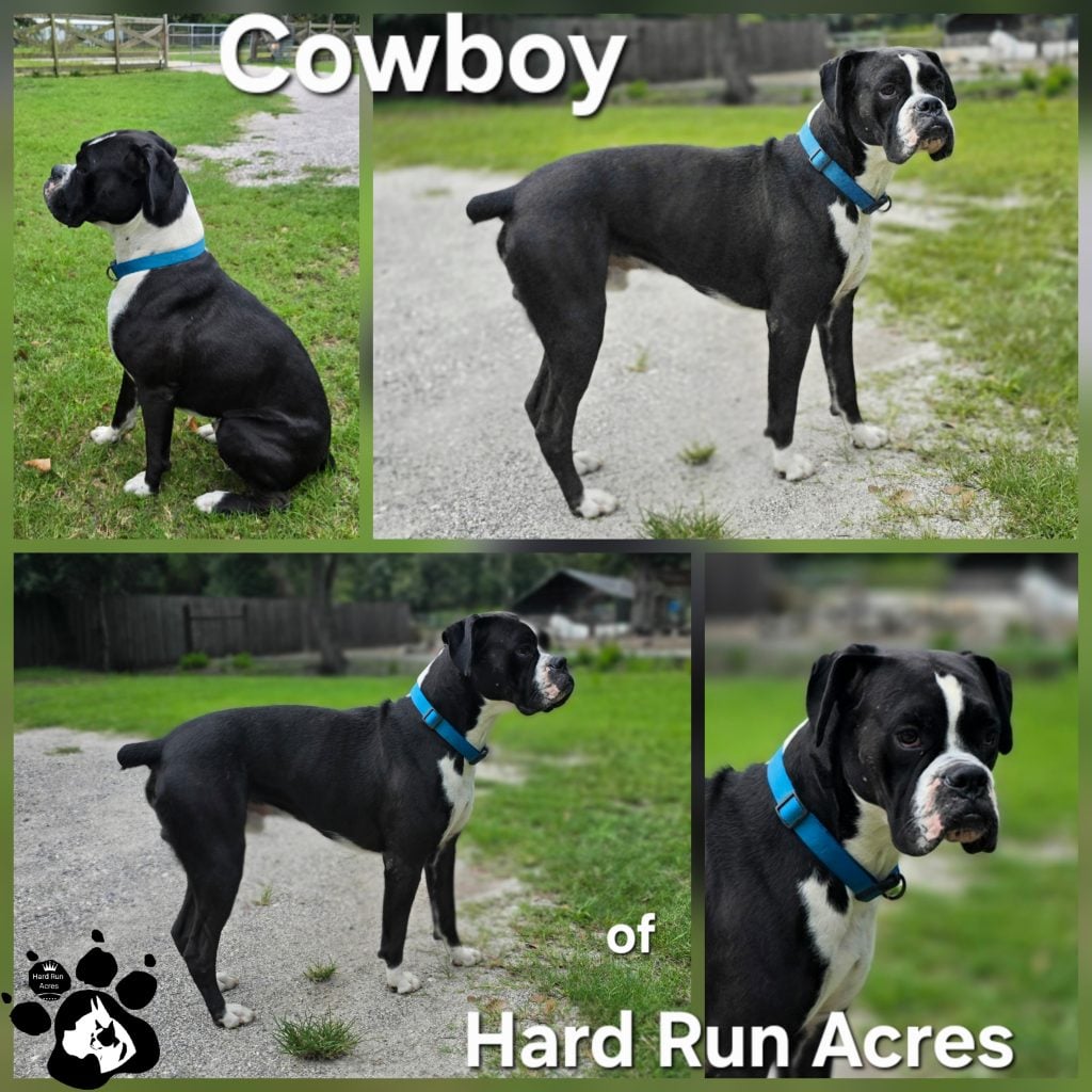 Cowboy of Stony Creek