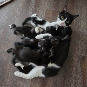 Kittens (Barn or Pet)