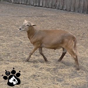 CRACKER KATAHDIN DORPER RAM