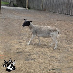 KATAHDIN DORPER Ewes