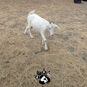 Goats - Nanny