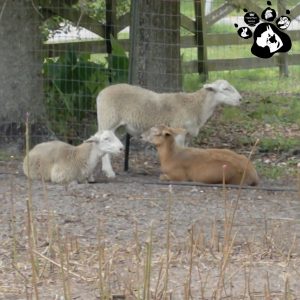 Katahdin/Dorper Lambs