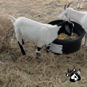Weaned Goats