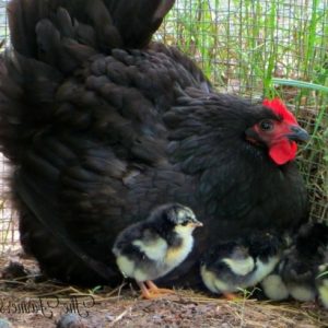 Black Australorp DOB 1/9/26