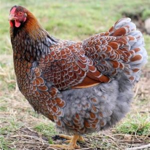 BLUE LACED RED WYANDOTTE