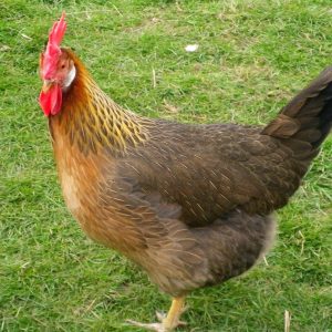 Brown Leghorn Hens DOB 9/15/25
