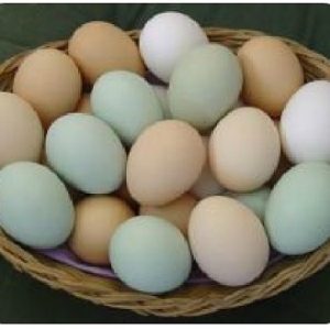 Colored Egg Layer