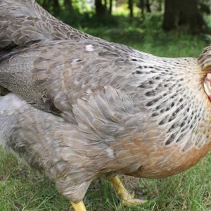 Cream Crested Legbar Female DOB 2/11/26