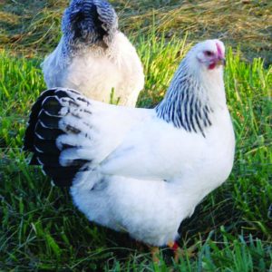 Delaware Female Chicks DOB 2/11/26