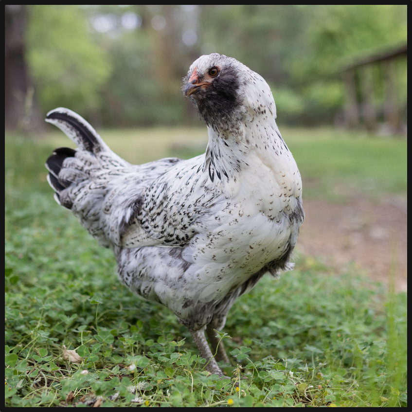 Ameraucana (Easter Egger) Hens – Hard Run Acres