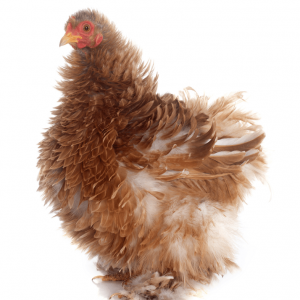 Frizzle Cochin