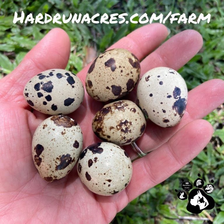 Jumbo Coturnix Quail Hard Run Acres