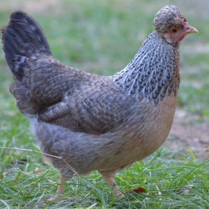 CREAM CRESTED LEGBAR