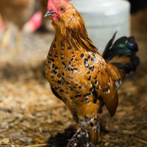 MILLIE FLEUR d'UCCLE