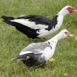 Muscovy Unsexed Ducklings DOB 3/4/26