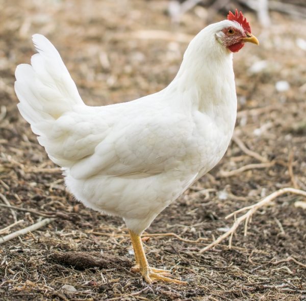 White Leghorn Chicks - Image 2