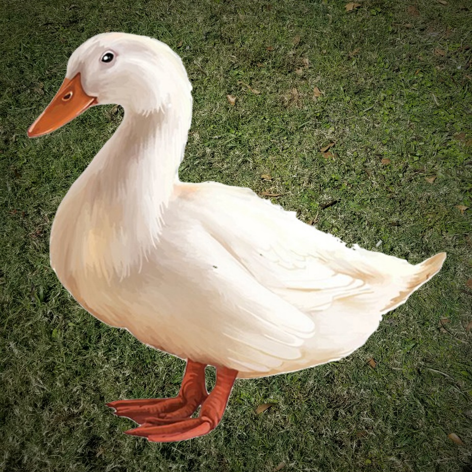 Jumbo Pekin Duck DOB 6/1/25 - Image 6