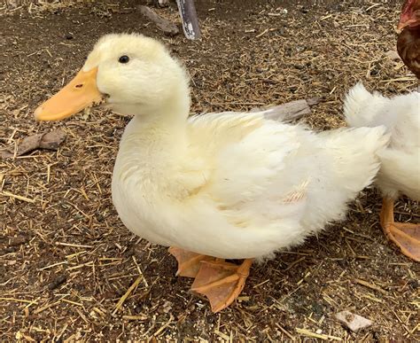 Jumbo Pekin Duck DOB 6/1/25 - Image 5