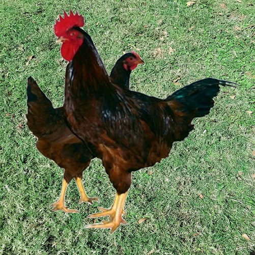 Rhode Island Red Hard Run Acres