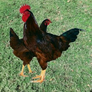 Rhode Island Red Female DOB 10/22/25