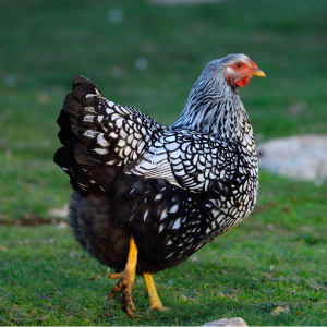 SILVER LACED WYANDOTTE