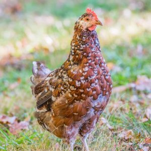 Speckled Sussex Female Chicks DOB 2/11/26
